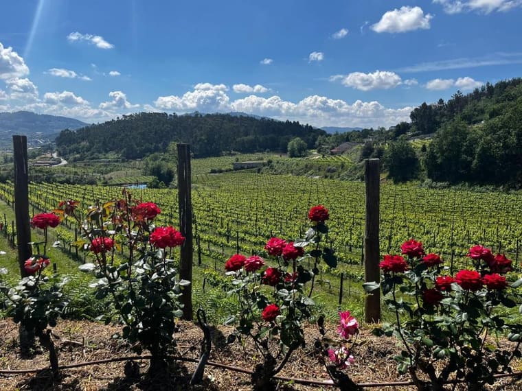 Roseiras vermelhas no início das linhas de vinha