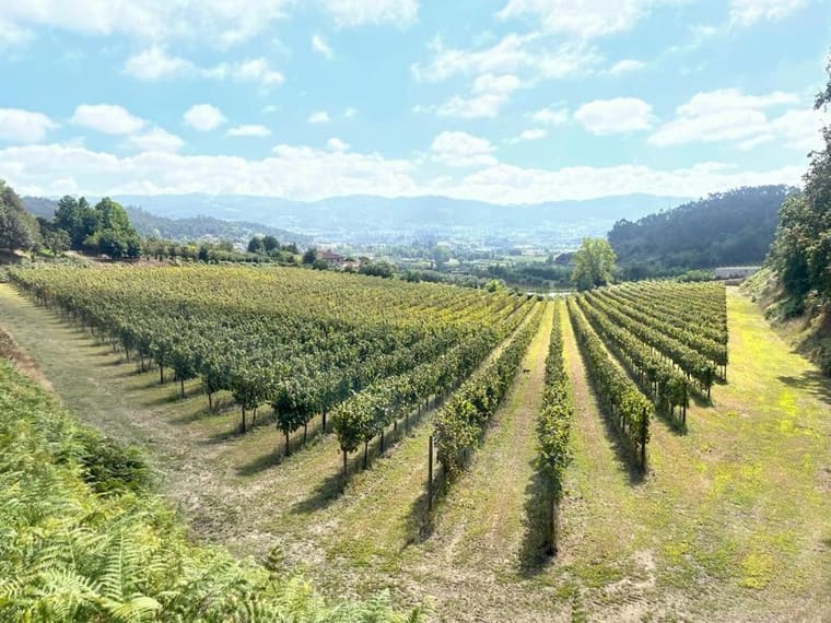 As vinhas da quinta em linhas, com o vale e as serras ao fundo